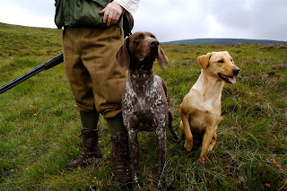 Scottish hunting dogs