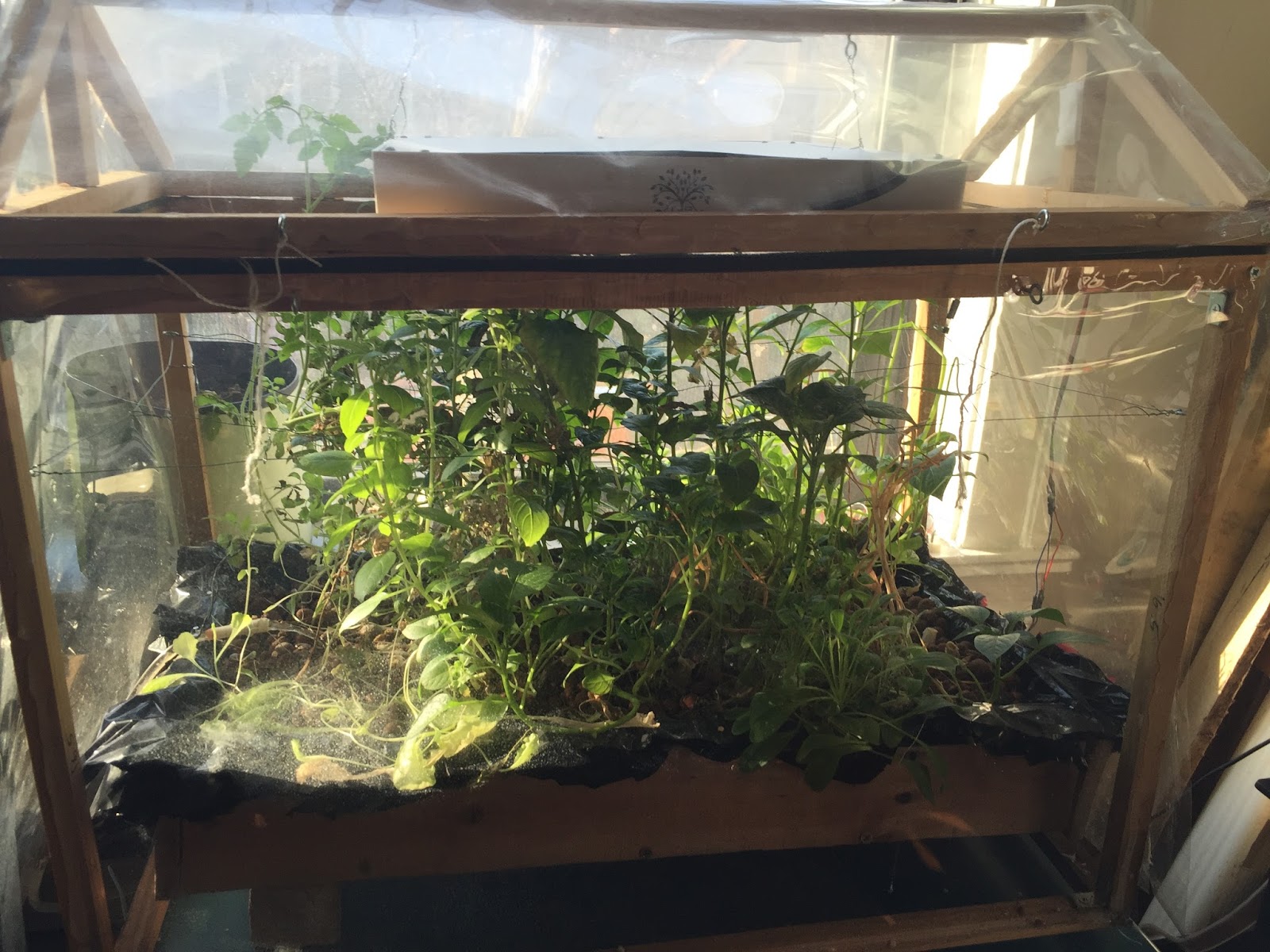 Raspberry Pi Powered Hydroponics Winter Update Lush hydroponic growth