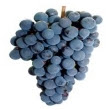 Nutrientes, Beneficios y Propiedades de la Uva Azul