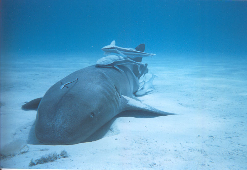 US Nuclear Submarine Force Nurse_shark_with_remoras