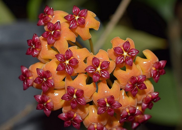 Хойя ваймани малайзия