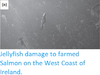http://sciencythoughts.blogspot.co.uk/2016/07/jellyfish-damage-to-farmed-salmon-on.html