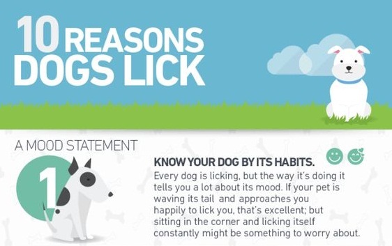 10 Reasons Dogs Lick Dog Haven World 10-reasons-dogs-lick-dog-haven-world