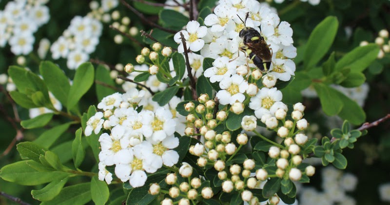 Teacupstitches White Wednesday Bridal Veil Spiraea Other