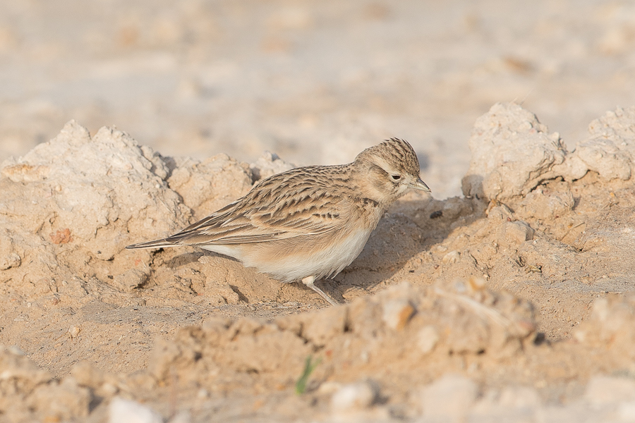 Greater Short-toed Lark Greater Short-toed Lark
