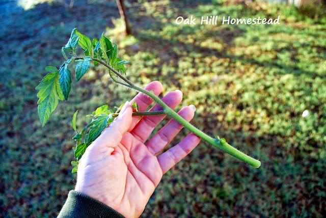 A woman's hand holding a sucker removed from a tomato plant. The lower leaves have been removed from this tomato branch.