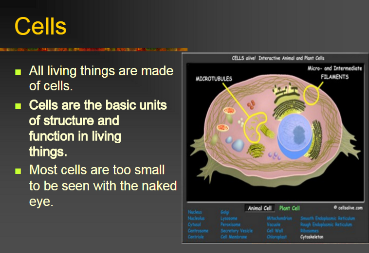 CELL THEORY24 Cells All living things are made of cells. Cells are the