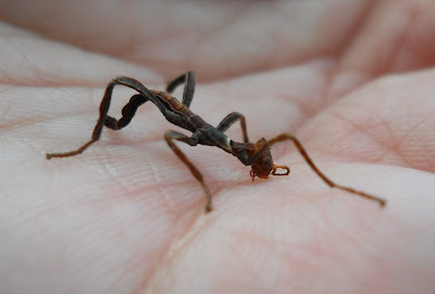 Spiny leaf insect