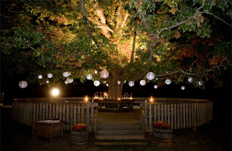 tree trees lanterns hanging night lights outdoor lighting hang dinner parties backyard paper would yes toni under say wednesday awesome