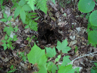 Hole I fell into  on Clough Mine Brook