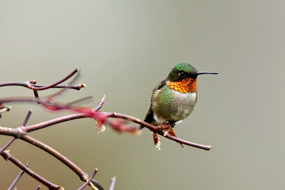 The Baiting Hollow Hummingbird Sanctuary Hummingbird Cam