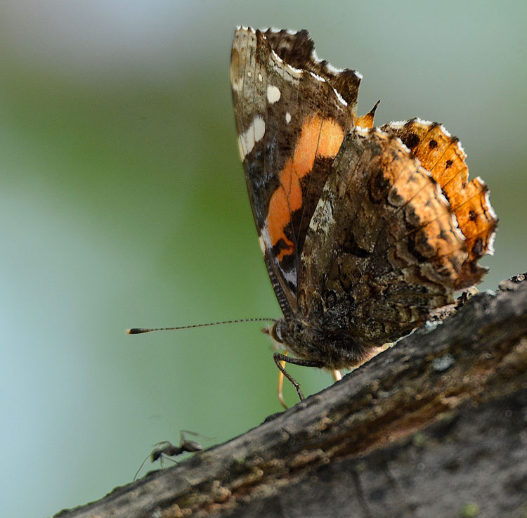 A Red Admiral (Vanessa atalanta) butterfly shares a bit of sap from  a sap flow in our ash tree with an ant.