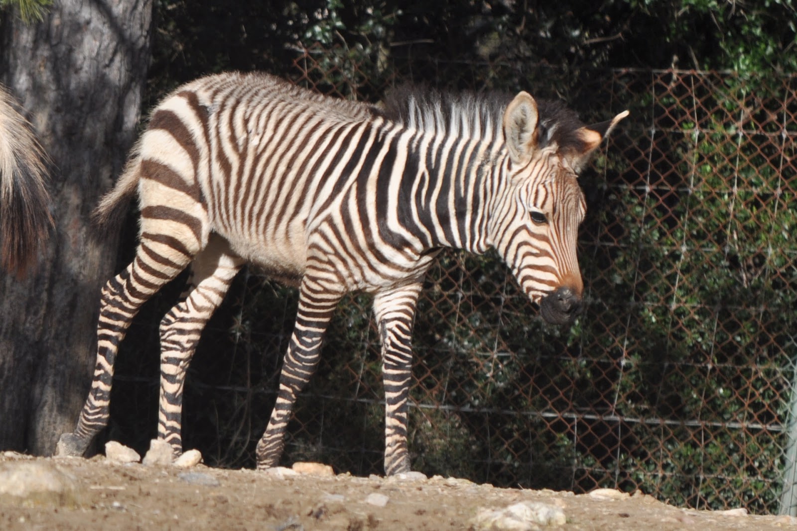 ZOOTOGRAFIANDO (MI COLECCIÓN DE FOTOS DE ANIMALES) CEBRA DE MONTAÑA