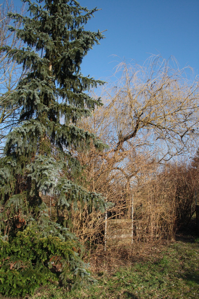 immer-wieder-bilder: Die erste Sonne im Garten