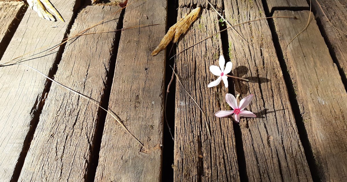 OUR PHILIPPINE TREES Yakal in the Outdoors