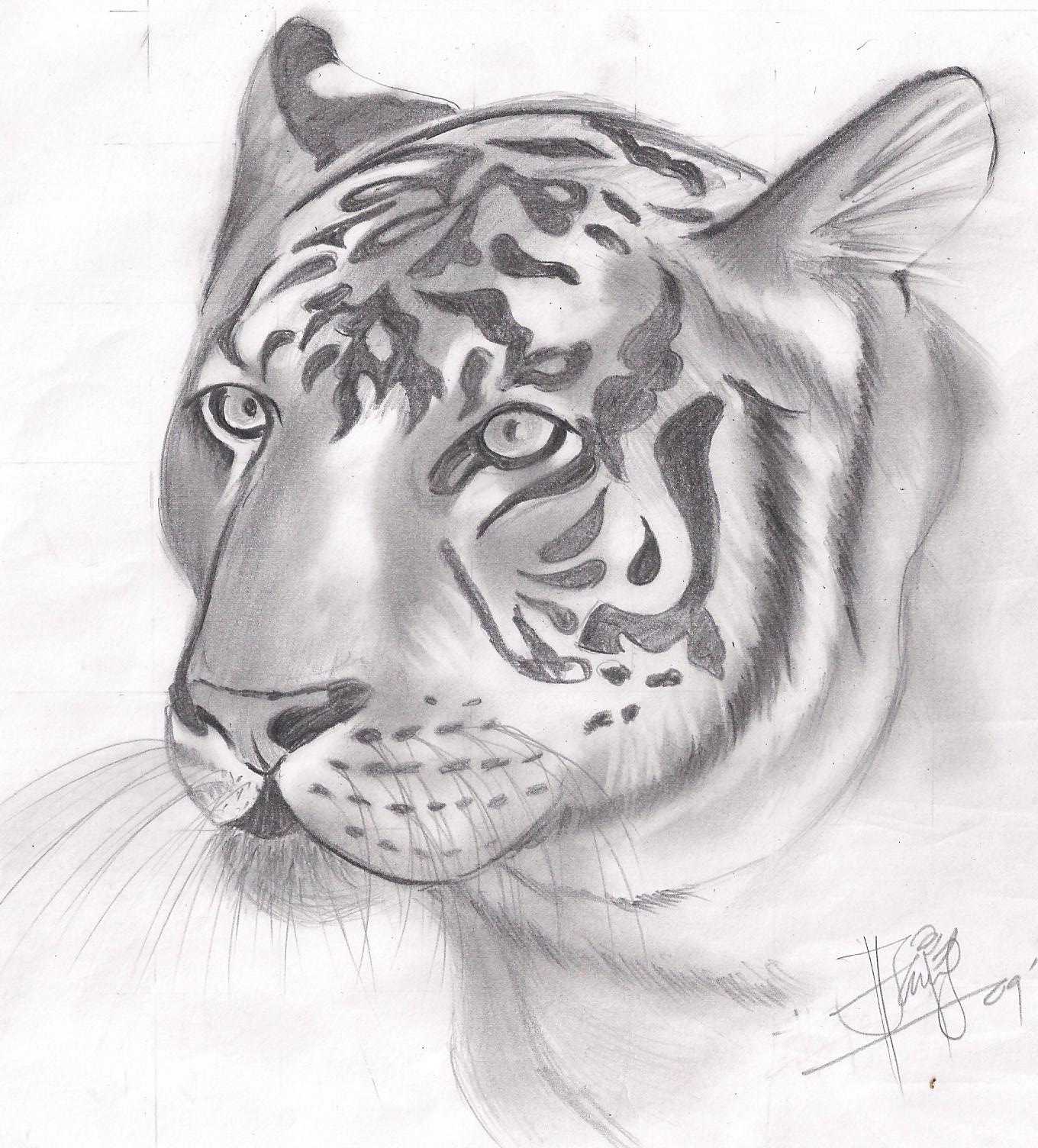 Gambar Art Beautiful January 2012 Cheetah Gambar Harimau Pensil Di