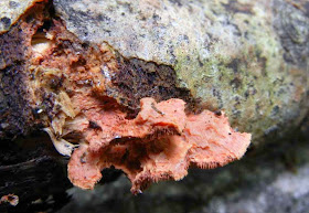 Poisonous polypore Hapalopilus nidulans
