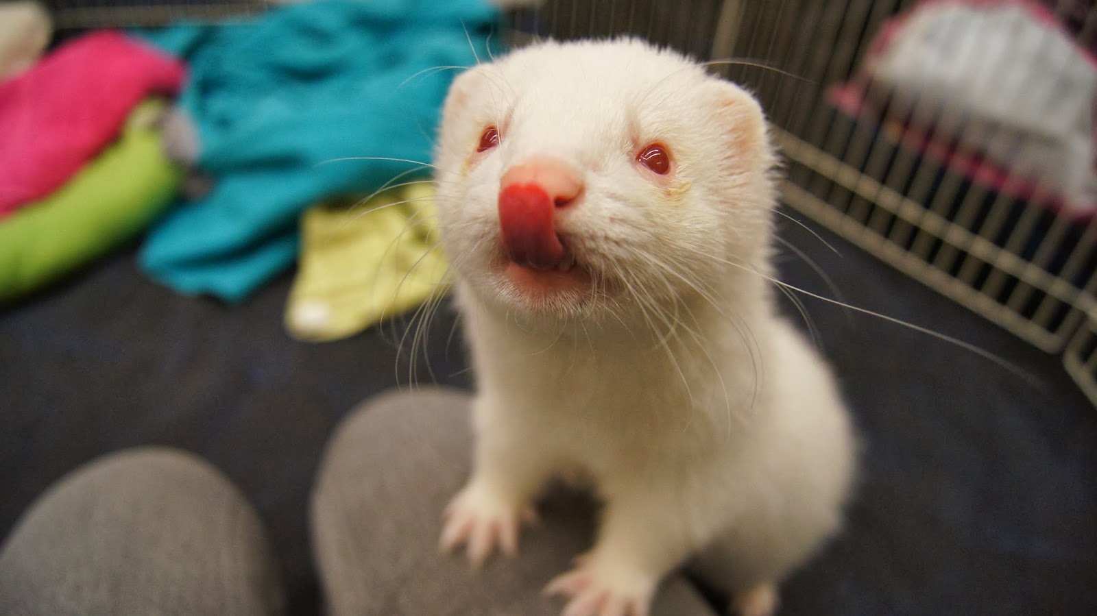 frettinäyttely+ferret+show