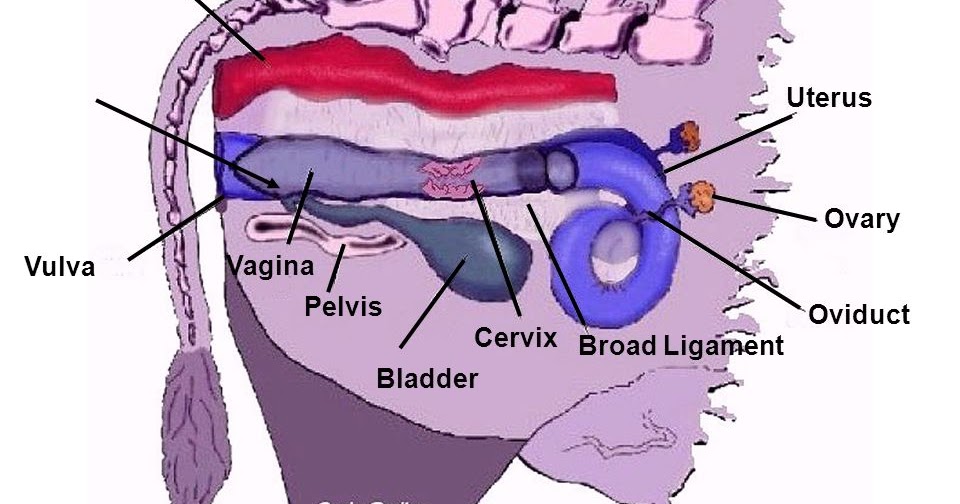 Uterine Torsion in Cattle - Vet in Training