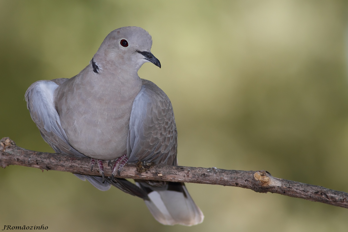 Pescador de aves: Rola turca