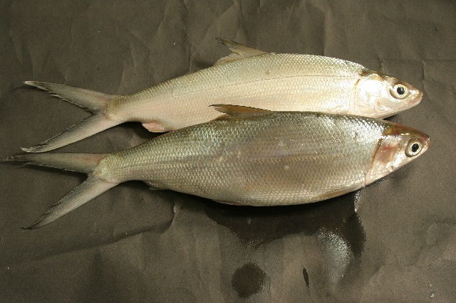Budidaya Ikan Bandeng