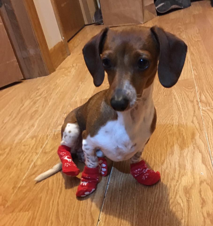 coats for dachshunds