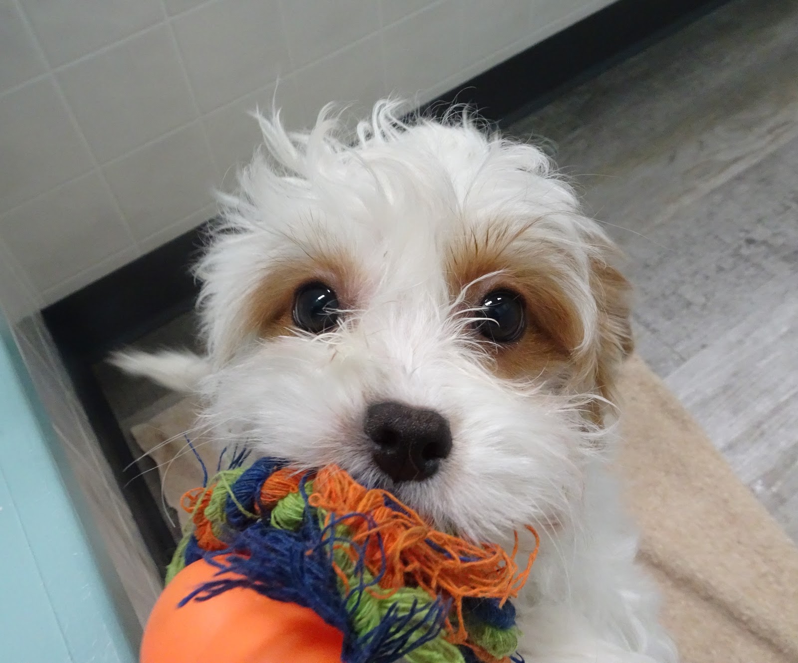 B & C Kennels: Cavapoos, Cavachons, & Cavaliers