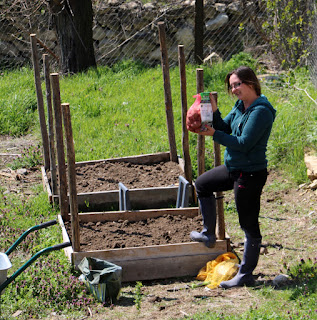 Spud planting has begun Spud planting has begun