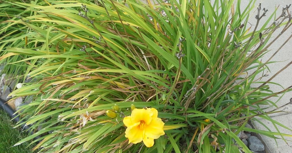 Eating Daylily Tubers