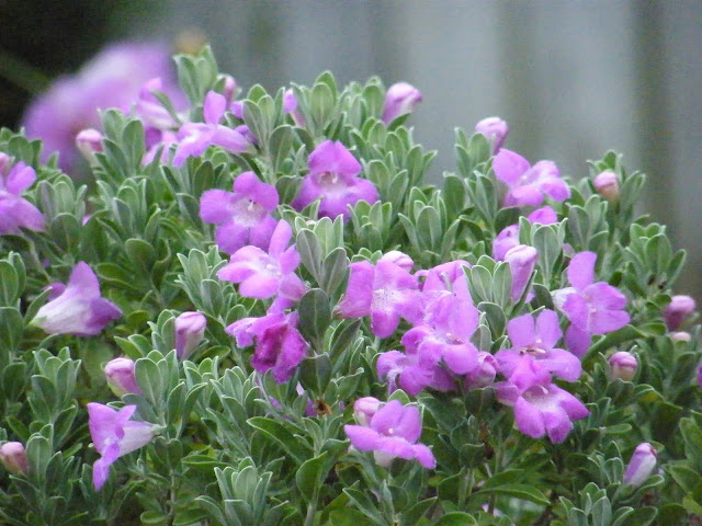 Velvety gray foliage and pink flowers on Silverado Sage topiary.