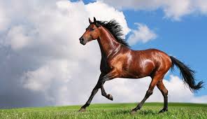 Orang Pertama Yang Menaklukkan Kuda Liar Warta Nusantara