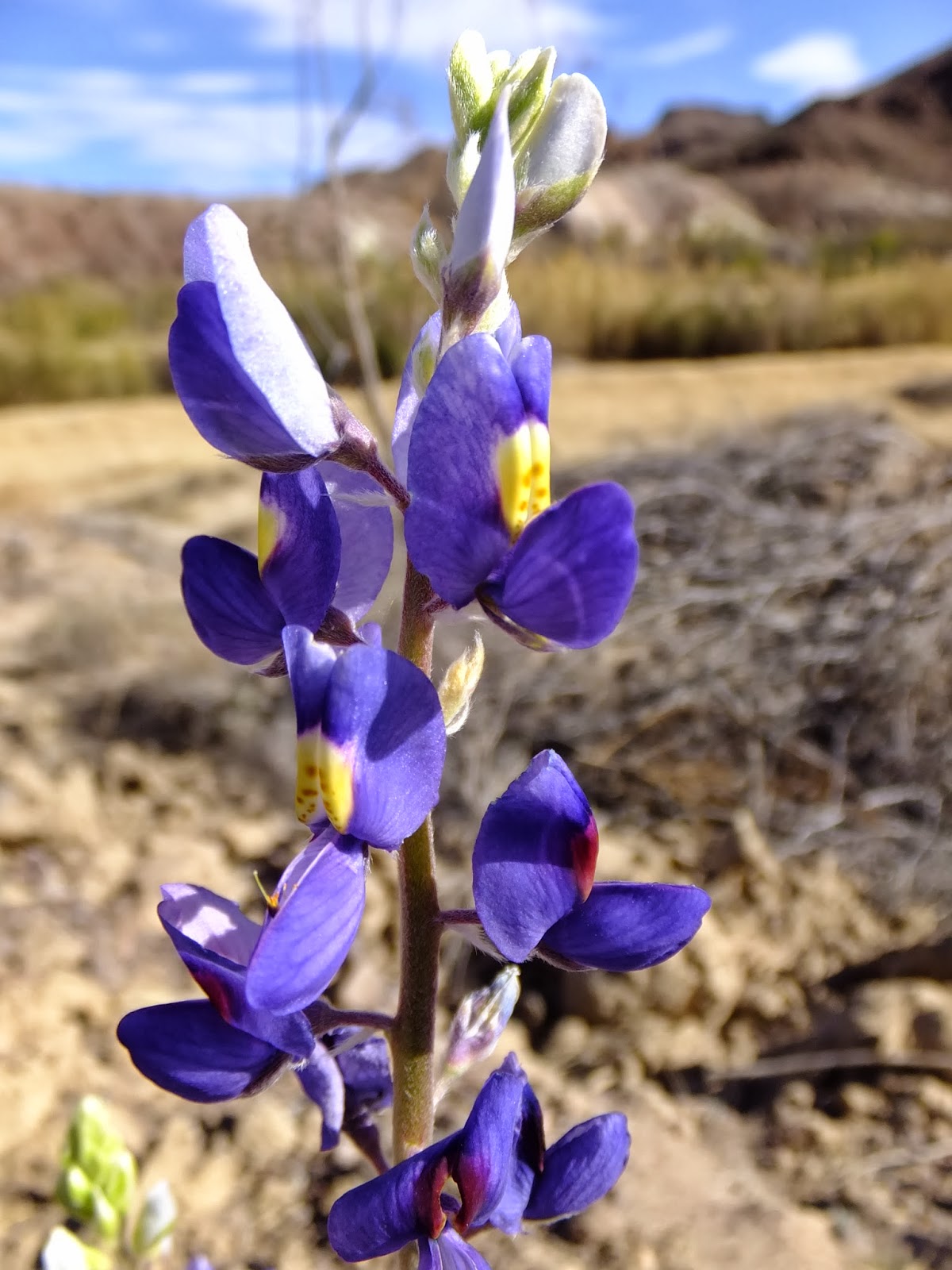Plants Amaze Me Big Bend National Park, Texas Trip