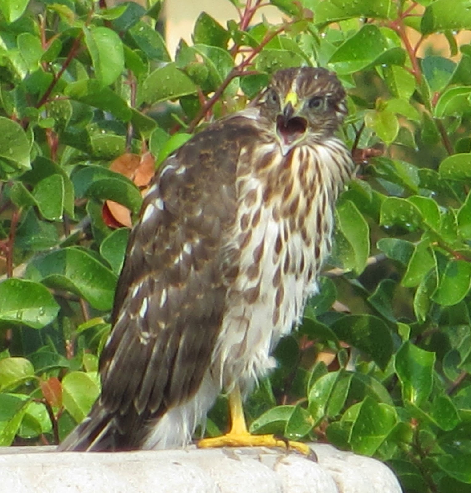 Cannundrums: Cooper's Hawk