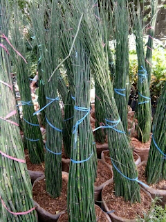 Jual Pohon Bambu Air | Tanaman Indoor | Jasa Tukang Taman Dibogor