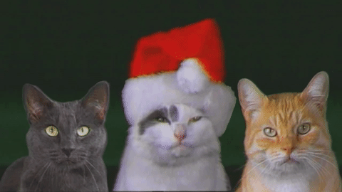 zxmascats13.gif