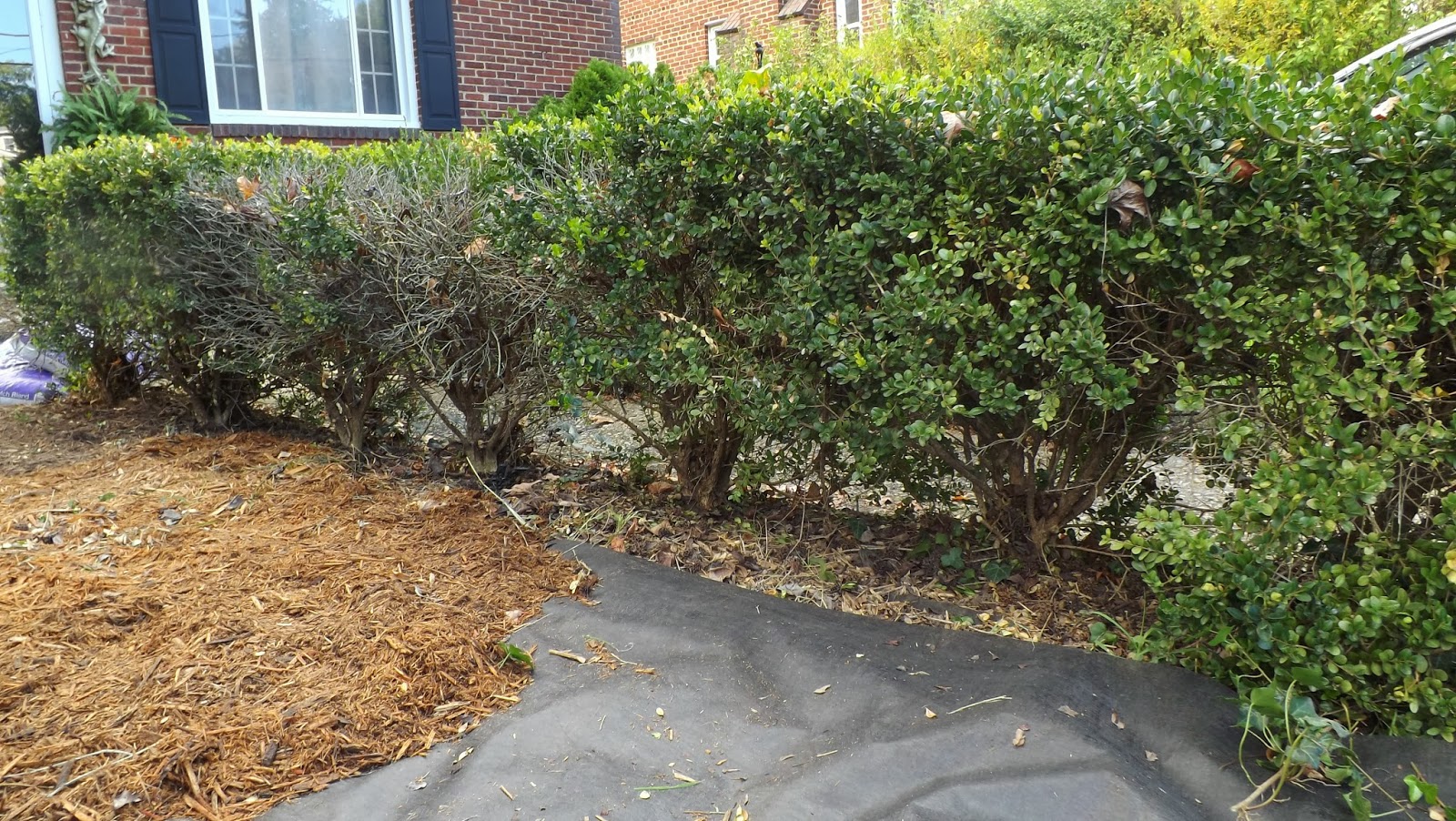 HOME FOOD GARDEN Fall Mulching and Boxwood Trimming