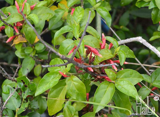 Cyclacanthus poilanei