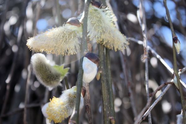 Salix caprea 'Pendula' (Weeping Pussy Willow) spring catkins