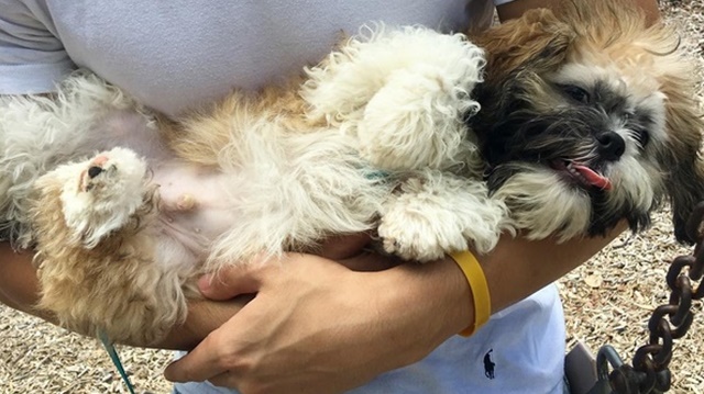 O seu SHIH TZU não vê os seus defeitos,para ele você é PERFEITO!