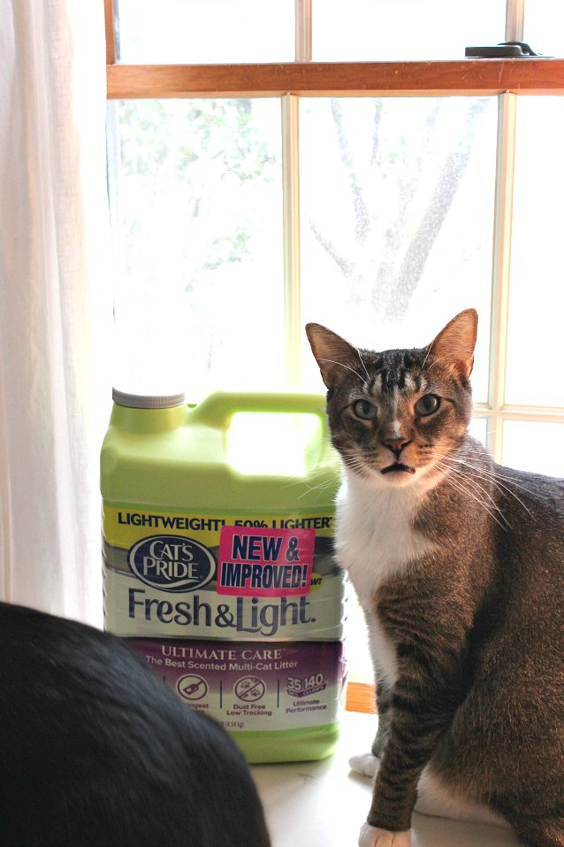 How You and The Litter For Good Program Can Help Save Shelter Cats