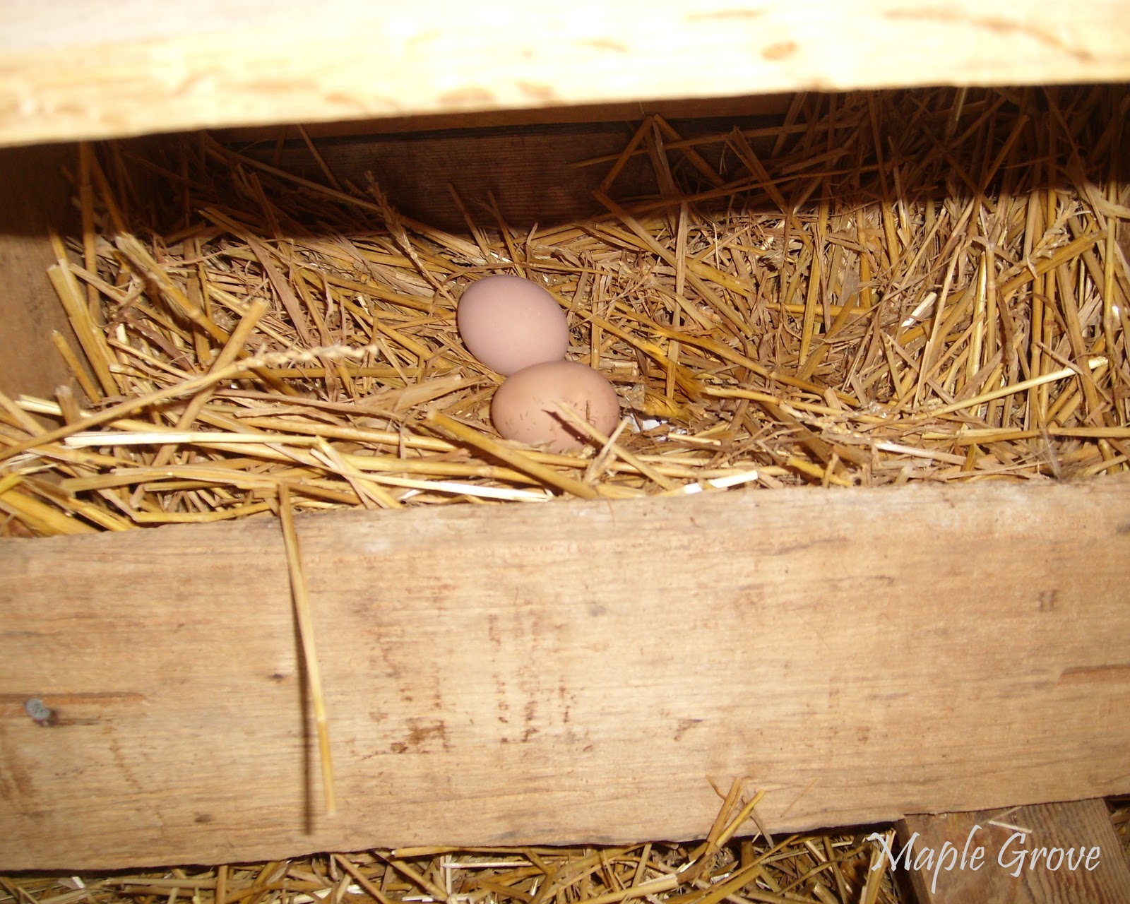 Maple Grove Keeping Chickens in the Winter