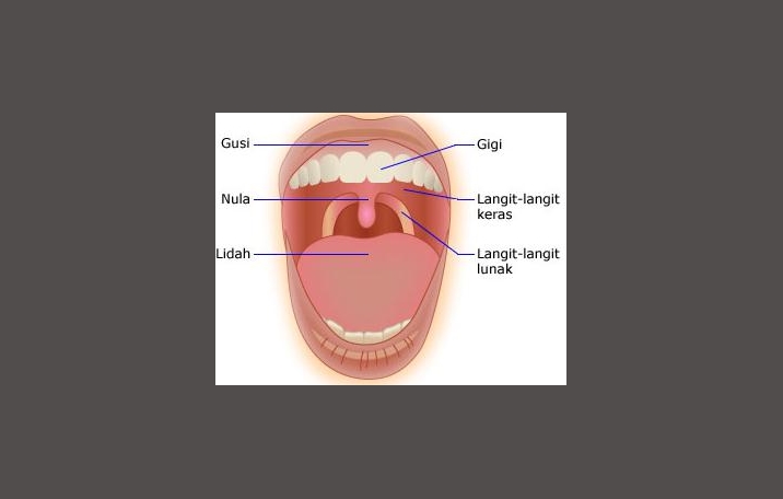 Mulut : Pengertian, Struktur, Fungsi, Bagian