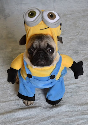 Minion Pug Minion Pug