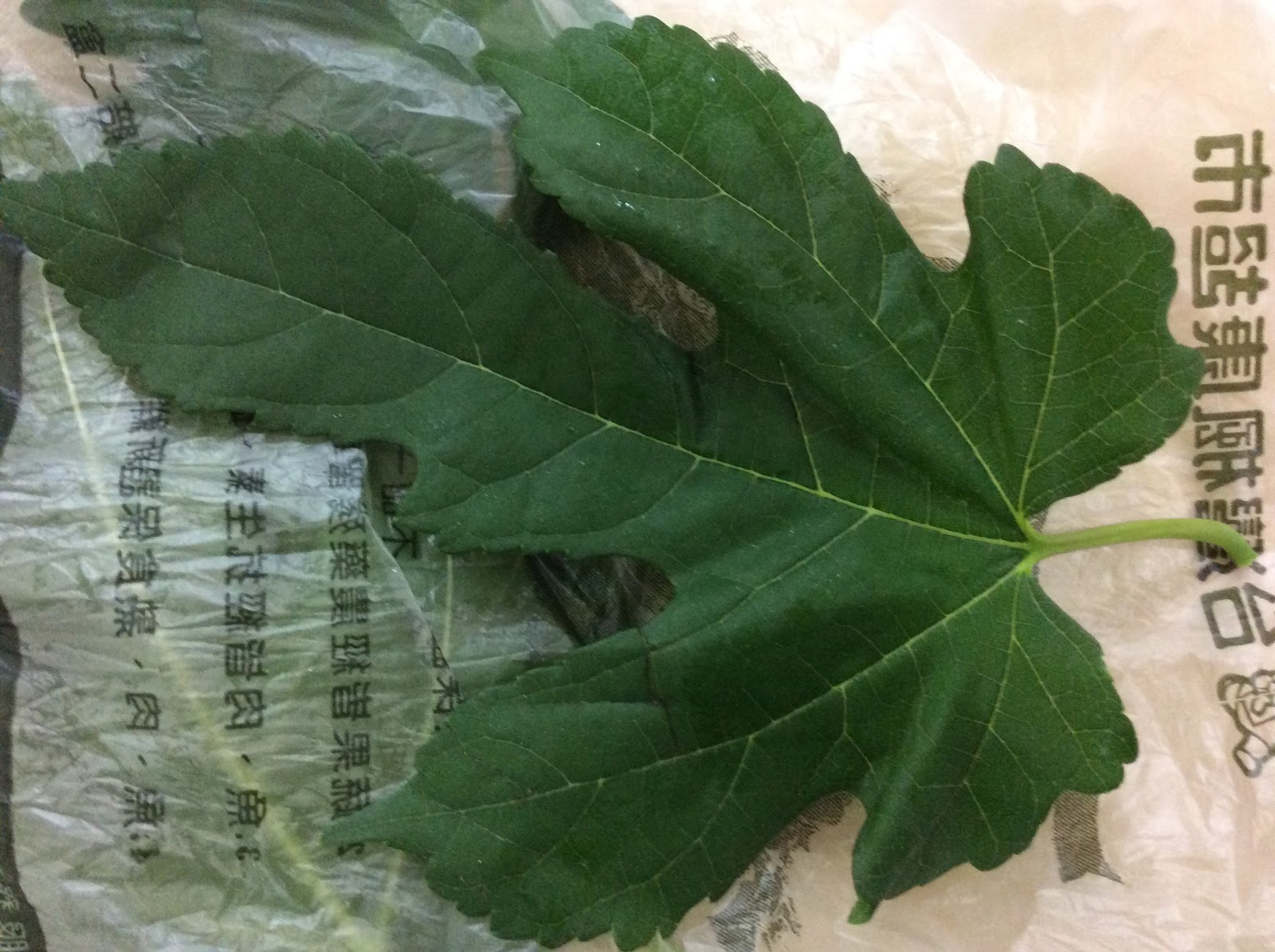 Jin S Blog 桑葉有兩種 你們知道嗎