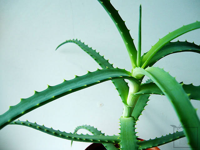 Aloes drzewiasty (Aloe arborescens) opis i uprawa, skąd wzięła się nazwa, pochodzenie, historia, jak dbać o aloes drzewiasty. Pielęgnacja, jak pielęgnować?