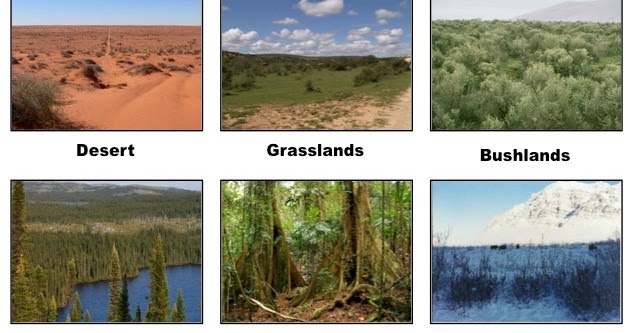 TipeTipe Bioma di Bumi Gurugeografi.id