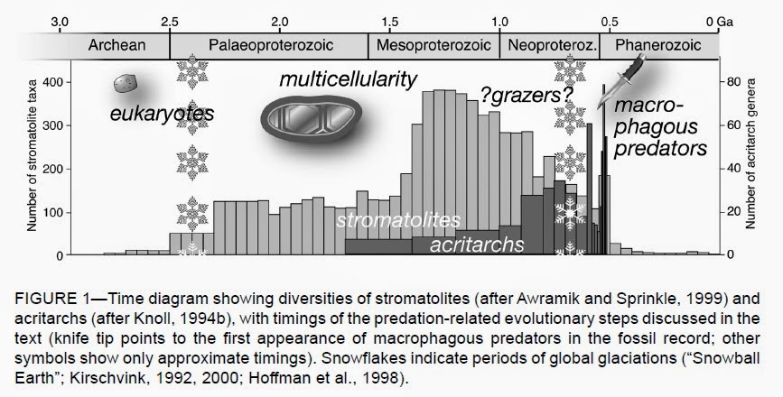 Stromatolite taxa, acritarchs, macrophagous predators, and grazers