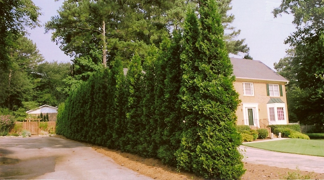 The Plant Hunter October 2011