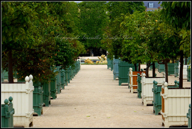 Citrus trees Versailles palace gardens