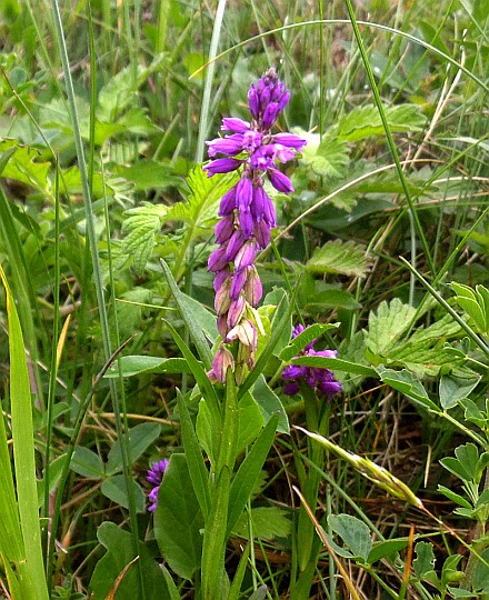 Krzyżownica czubata (Polygala comosa Schkuhr.).